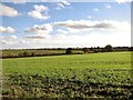 Crop fields north of Brundall