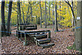 Platform in the Wood