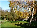 Autumn leaves in Piggies Hill Park, Chepstow