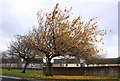 Autumn at Coalpots Road, Girvan