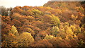 November foliage, Chase Hill