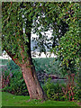 Willow tree by the River Soar near Birstall, Leicestershire