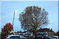 Tree on London Road, Isleworth