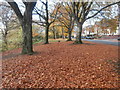 Fallen leaves beside Ty-Draw Rd, Cardiff