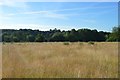 Grasslands south of Holbrook