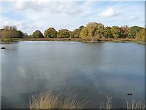 TQ1669 : Leg of Mutton Pond, Bushy Park by Christine Johnstone