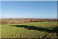 Field to the north of Shepton Beauchamp