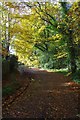 Autumn Colours in Cheapside