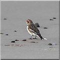 NJ0364 : Snow Bunting on the beach at Findhorn by valenta