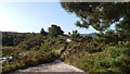 Stoborough Heath, Wareham, Dorset