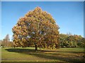 Canons Park: Specimen oak tree