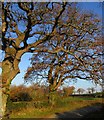 Y ffordd o Ddolwen i Fetws-yn-Rhos / The road from Dolwen to Betws-yn-Rhos