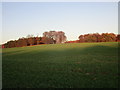 Plantations in the former park of Rossington Hall