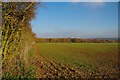 Hedge & Langford Bottom