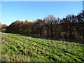 Grazing off Huddersfield Road (B6108)