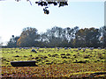 Sheep, Maxted Street