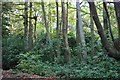 Woods on Hatch Lane, Rake