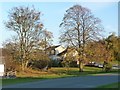 Tree on the village green, Newby