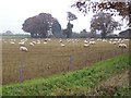 Sheep folded on root crops