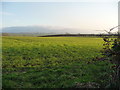 NZ4808 : Hedged field, west of Hobshaddow Plantation by Christine Johnstone