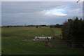 Pasture on the North Western Edge of Newton Kyme