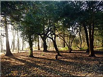NT2992 : Trees in Ravenscraig Park by Graham Hogg