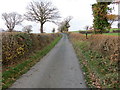 Hedge-lined minor road near Berain