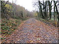 Woodland track at Coed Tre