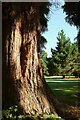 Trees, Effingham Park Golf Course