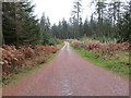 Track penetrating into Clocaenog Forest