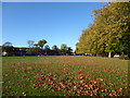 Autumn on Plumstead Common