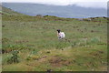 V8783 : A lone sheep, Head of the Gap of Dunloe by N Chadwick