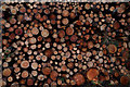 NC8409 : Stacked Felled Timbers at Gordonbush, Scottish Highlands, Great Britain by Andrew Tryon
