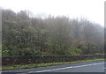 Woodland beside the A660