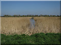 ST4639 : Reedbed in peat extraction site by Hugh Venables
