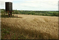 Barley near Wizaller