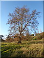 Tree in Shrubland Park