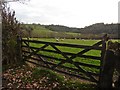 Grazing sheep near 