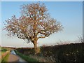 Tree on Holme Lane