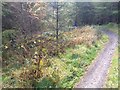 Bike trail in the forest