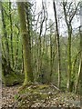 Pen-yr-allt Wood