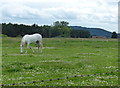 Horse at Craigie, Fife