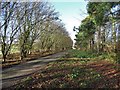 Estate track west of Gouldsmeadow Lake