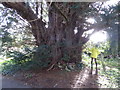 The Yew tree in Norbury churchyard