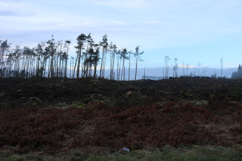 Cleared Woodland © Billy McCrorie :: Geograph Britain and Ireland