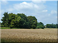 Wheat field east of Main Road, Biggin Hill