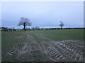 Muddy field on the edge of Beeford