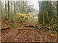 SK6867 : Woodland footpath in Wellow Park by Graham Hogg