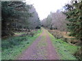 Track into Coe Crags Wood