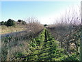 Pedestrian pathway between the hedges